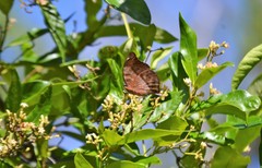 Doleschallia bisaltide australis