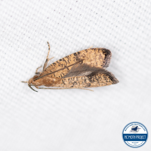 Oak Leaftier Moth photo 5