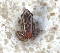 Coastal Red-Rumped Frog photo 4