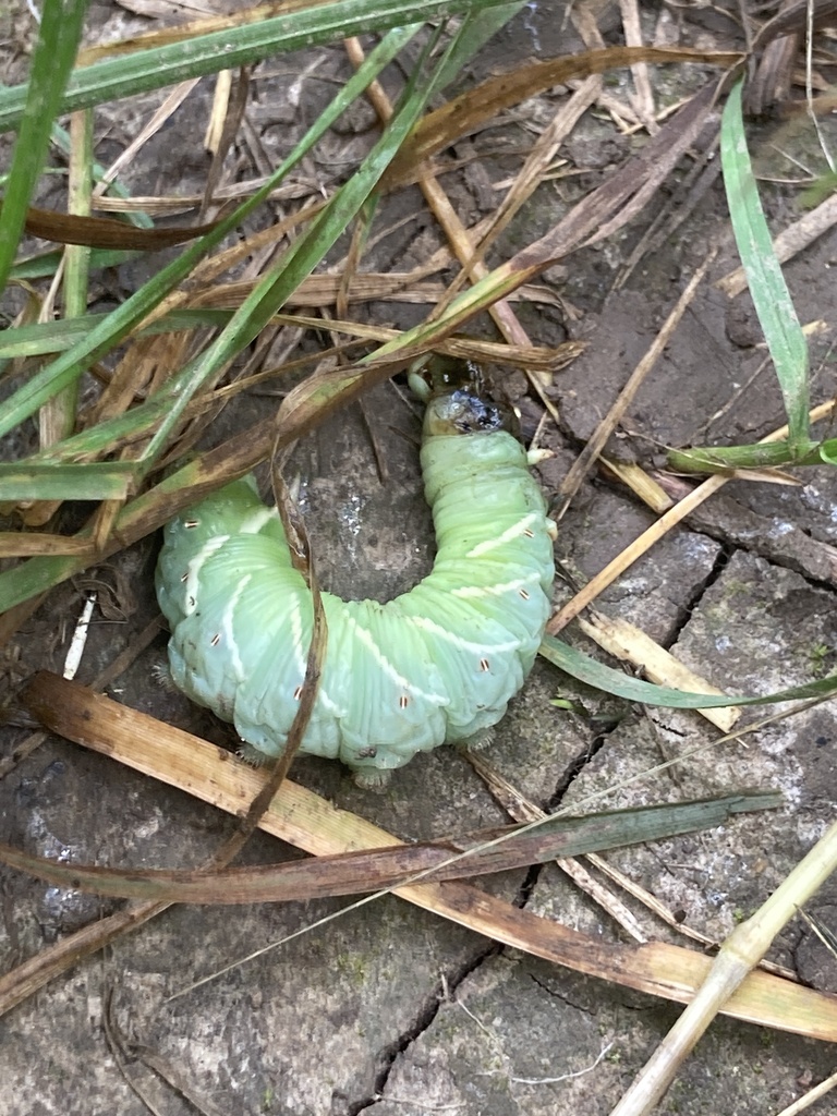 Waved Sphinx from Bruce Tr, Clearview, ON, CA on July 9, 2024 at 10:55 ...