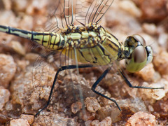 Diplacodes trivialis