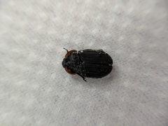 Oiceoptoma nakabayashii