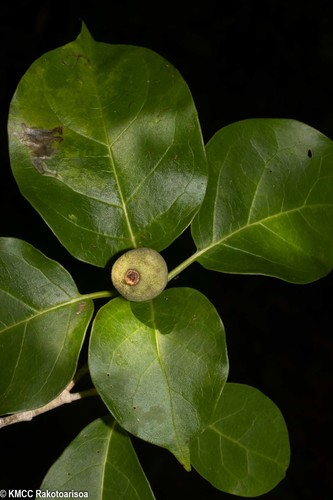 Grevea