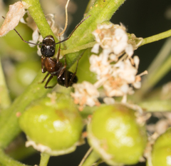 Camponotus anthrax