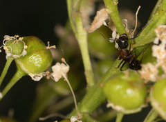 Camponotus anthrax