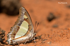 Polyura agraria