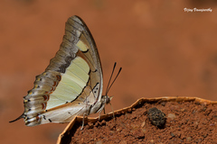 Polyura agraria