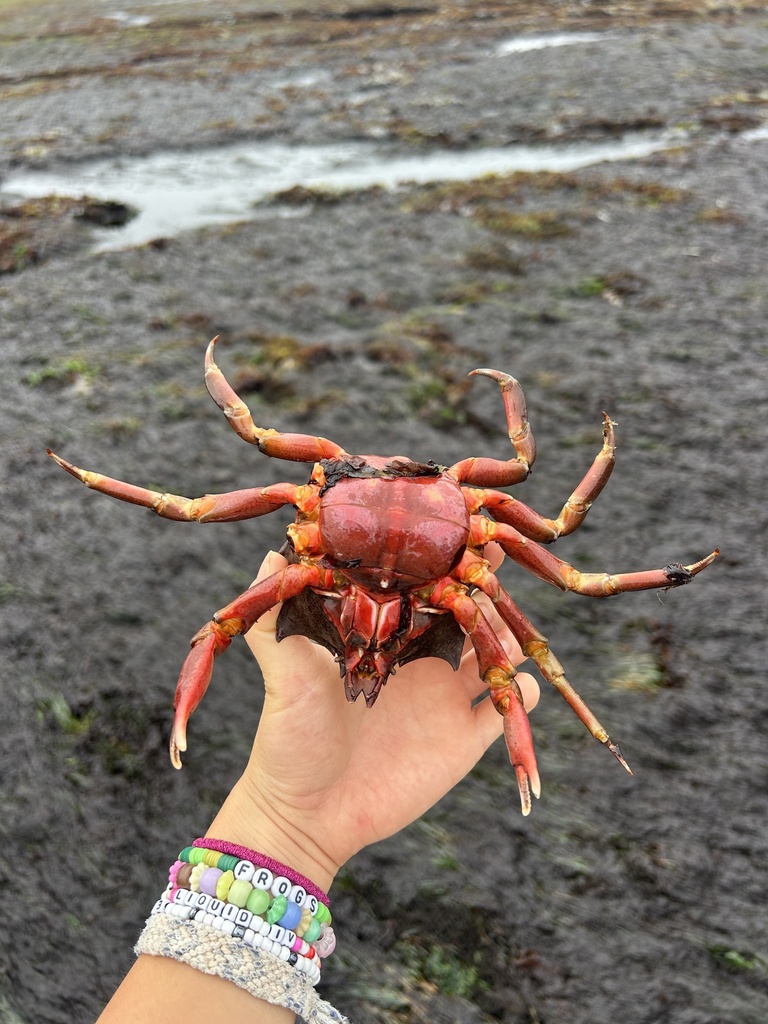 northern-kelp-crab-from-north-pacific-ocean-ca-us-on-july-9-2024-at