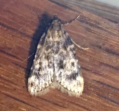 Aglossa disciferalis