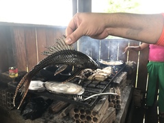 Pterygoplichthys pardalis