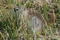 Urocitellus beldingi