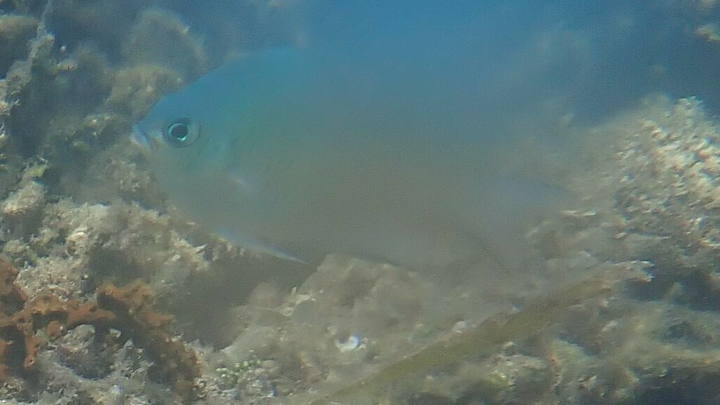 Alelia's Damselfish