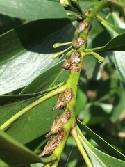 Aconophora compressa