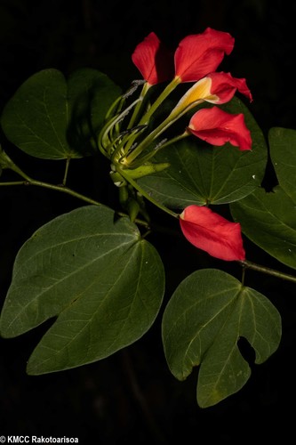 Bauhinia hildebrandtii