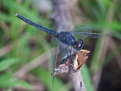 Indothemis carnatica