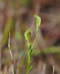 Pterostylis parviflora