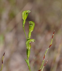 Pterostylis parviflora