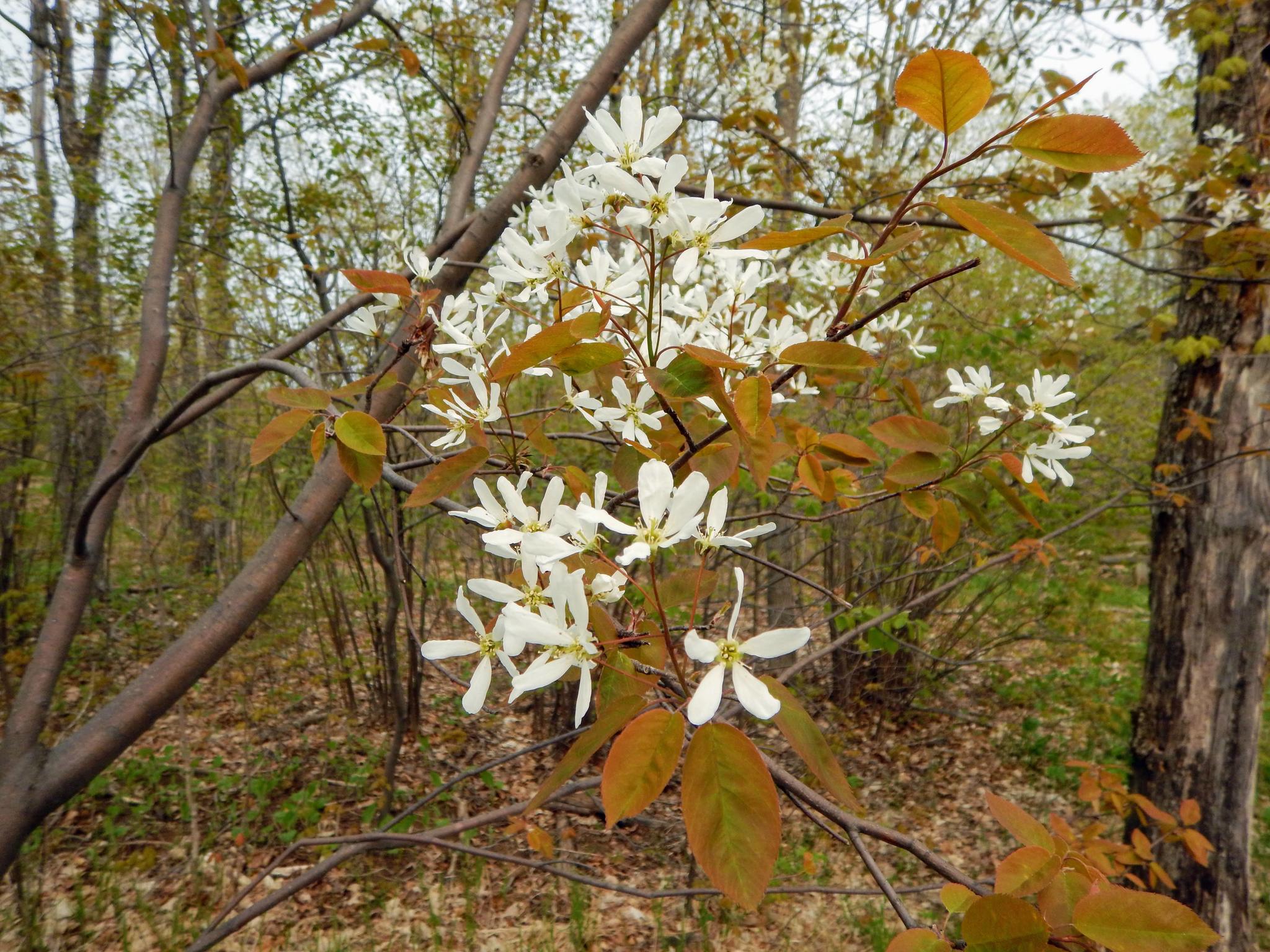 Amelanchier laevis
