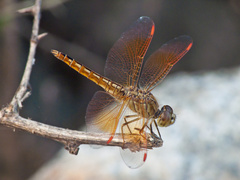 Brachythemis contaminata
