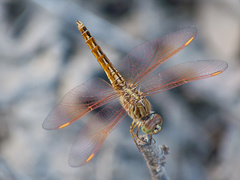 Brachythemis contaminata