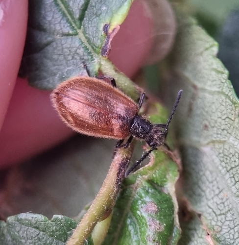 Rough-haired Lagria Beetle, 1792 BE Oudeschild, Nederland, photo 10 of 10