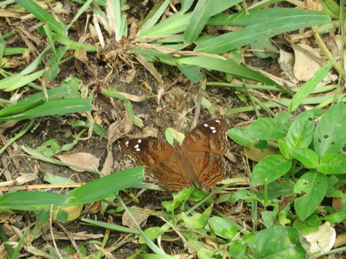 Spotted Brown Pansy photo 3