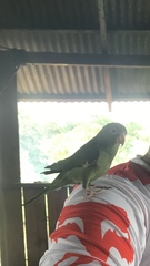 Brotogeris versicolurus