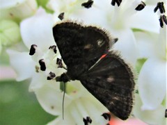 Heliothela wulfeniana