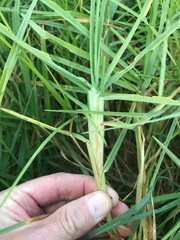 Cenchrus clandestinus