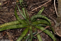 Aloe ankaranensis image