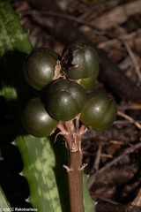 Aloe ankaranensis image