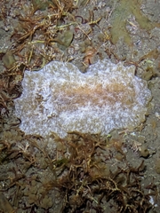 Sclerodoris