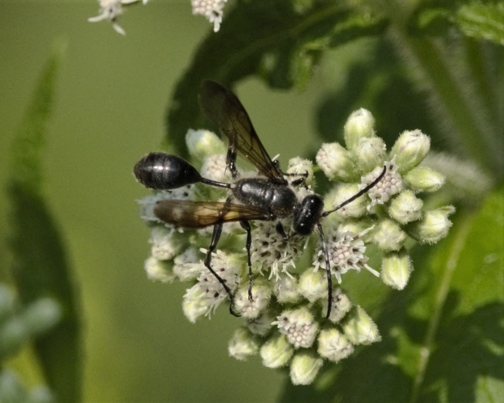 Mexican Grass-carrying Wasp from 16 Edina St, Ottawa, ON K1Y 3N9 ...