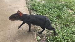 Dasyprocta fuliginosa