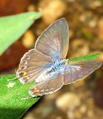 Catopyrops florinda