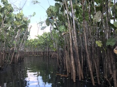 Montrichardia linifera