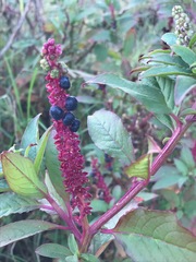 Phytolacca octandra