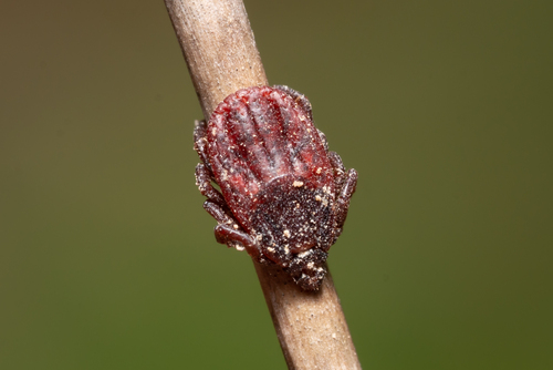 Blacklegged Tick