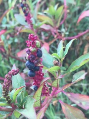 Phytolacca octandra