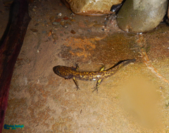Paradactylodon persicus