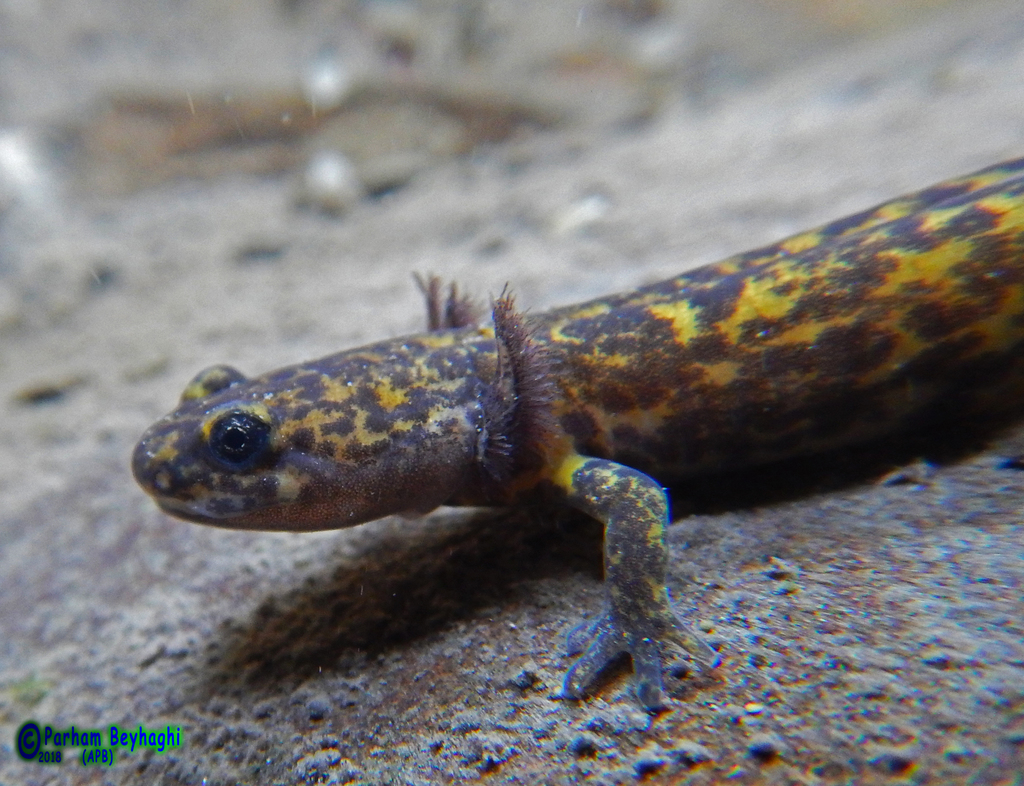 Persia Mountain Salamander