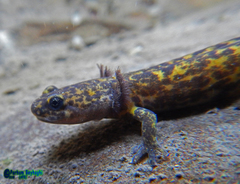 Paradactylodon persicus