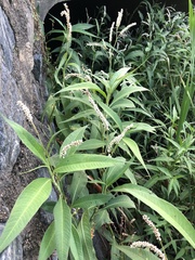 Persicaria attenuata