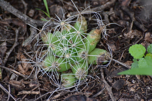 Cactus (Mammillaria longimamma)