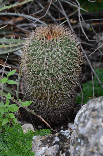 Mammillaria polythele (Mammillaria polythele)