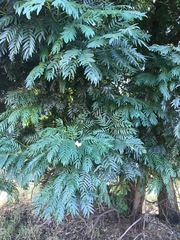 Acacia elata