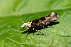 Ypsolopha sequella