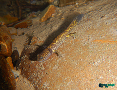 Paradactylodon persicus
