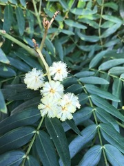 Acacia elata