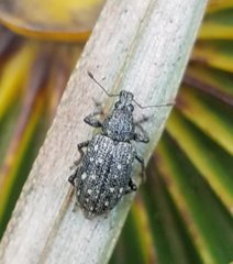 Lachnopus floridanus